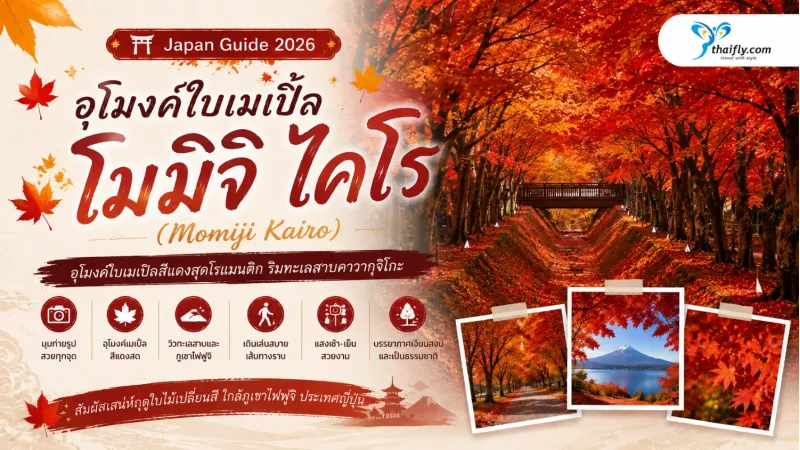 อุโมงค์ใบเมเปิ้ลโมมิจิ ไคโร ชมอุโมงค์สีแดงทองริมทะเลสาบคาวากุจิโกะ