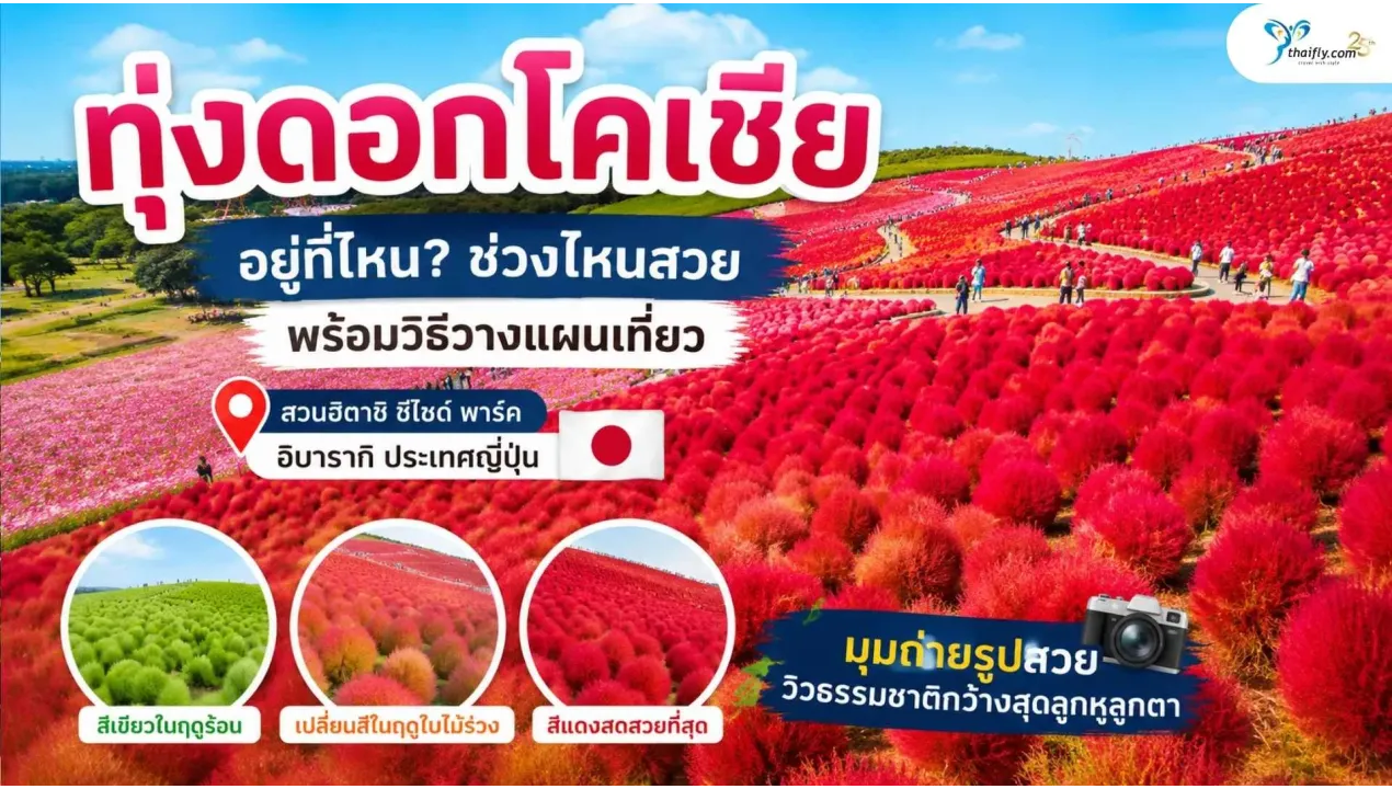 ทุ่งดอกโคเชีย อยู่ที่ไหน? แนะนำช่วงเวลาน่าเที่ยว พร้อมข้อมูลก่อนวางแผนเดินทาง