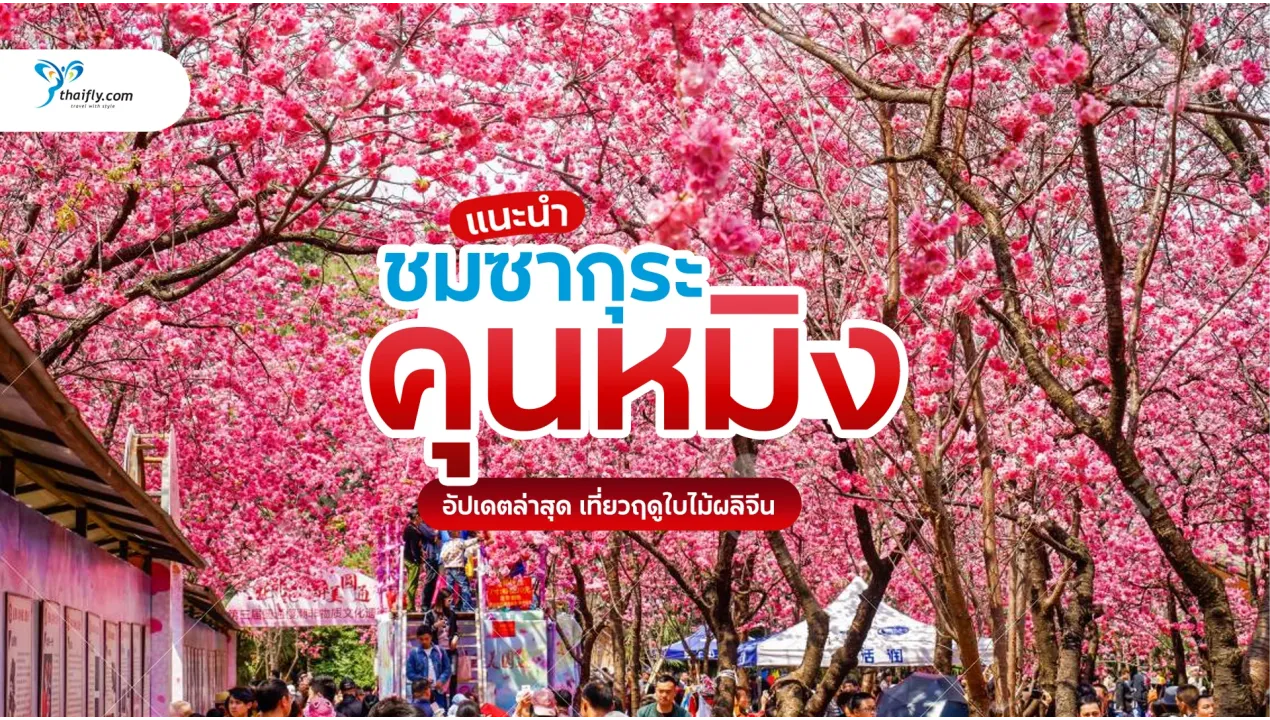 คุนหมิง ชมซากุระ เมืองฤดูใบไม้ผลิของจีน ที่คนรักดอกไม้ต้องไปสักครั้ง