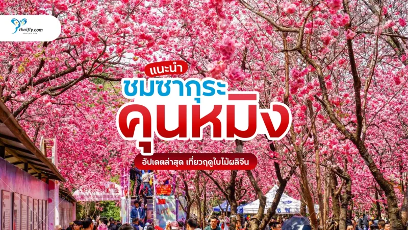 คุนหมิง ชมซากุระ เมืองฤดูใบไม้ผลิของจีน ที่คนรักดอกไม้ต้องไปสักครั้ง