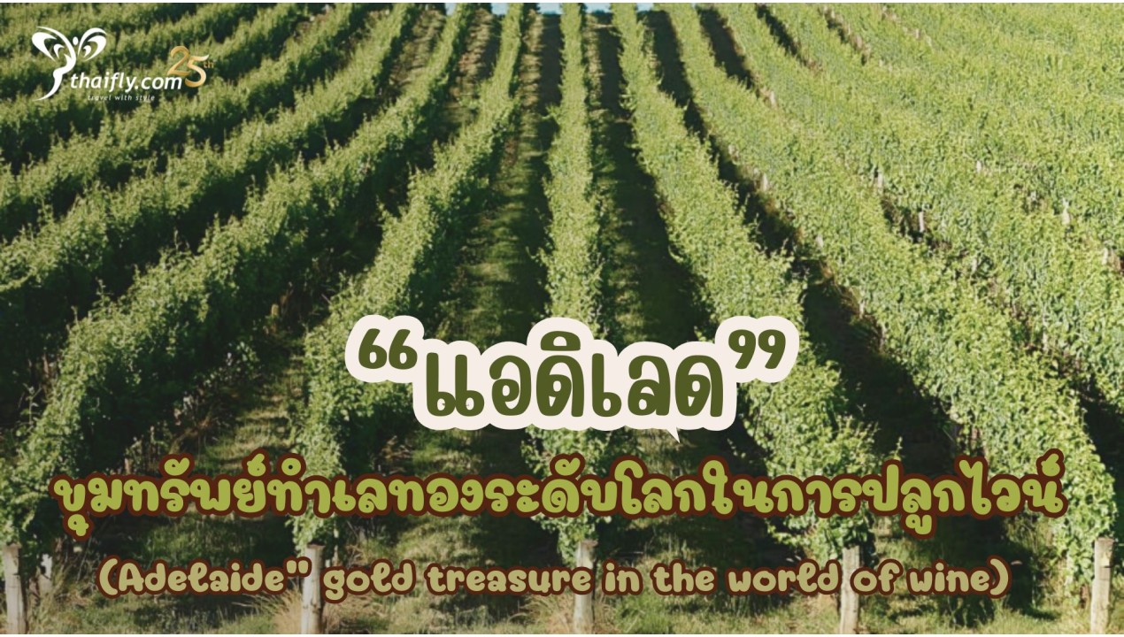ข้อมูลเที่ยวออสเตรเลีย : “แอดิเลด” ขุมทรัพย์ทำเลทองระดับโลกในการปลูกไวน์ ("Adelaide" gold treasure in the world of wine)