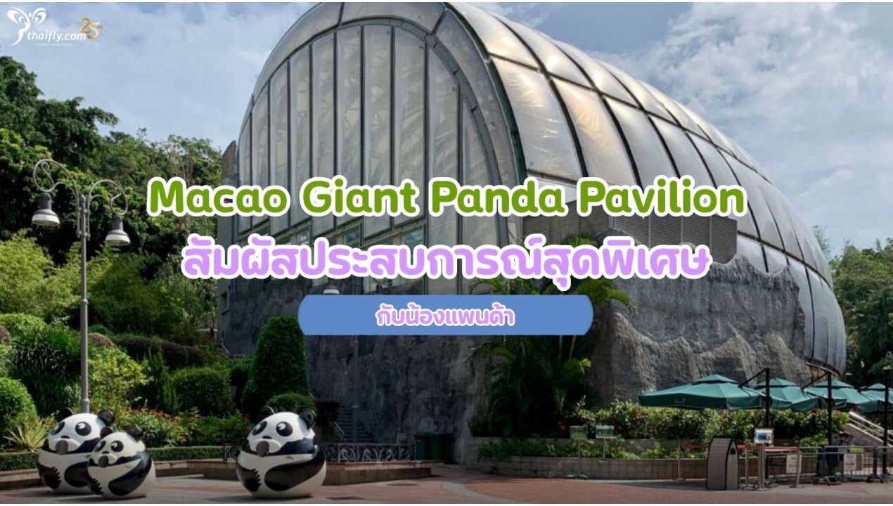 Macao Giant Panda Pavilion สัมผัสประสบการณ์สุดพิเศษกับแพนด้า