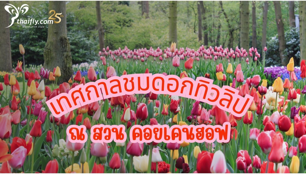 ข้อมูลเที่ยวเนเธอร์แลนด์ : เทศกาลชมดอกทิวลิป ณ สวน คอยเคนฮอฟ