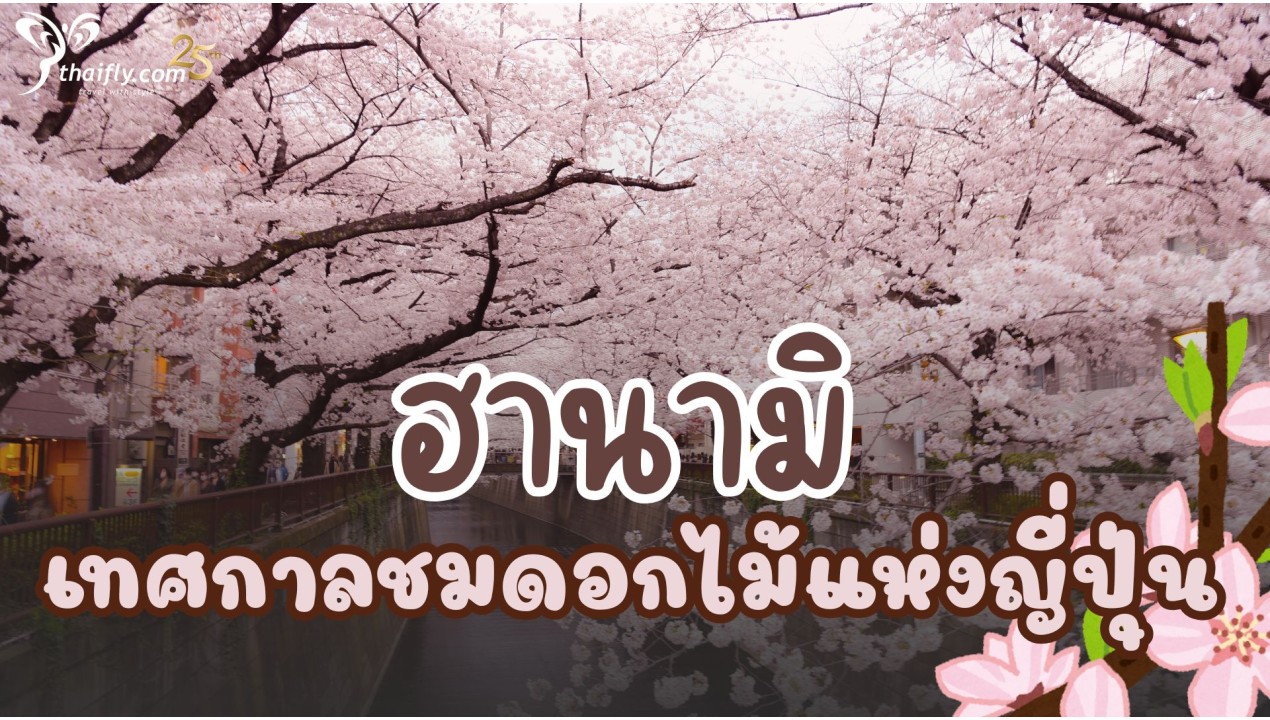 ฮานามิ เทศกาลชมดอกไม้แห่งญี่ปุ่น
