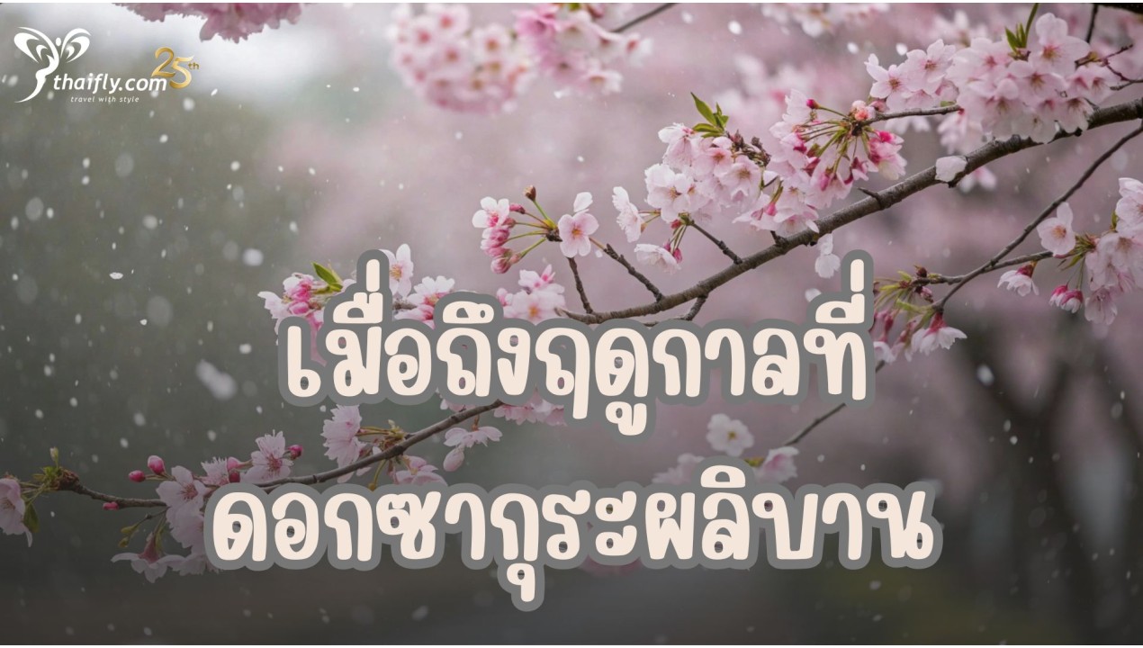 เมื่อถึงฤดูกาลที่ดอกซากุระผลิบาน