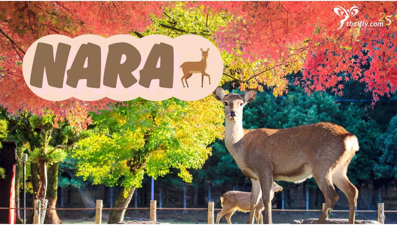 ข้อมูลเที่ยวญี่ปุ่น : เมืองนารา (Nara)