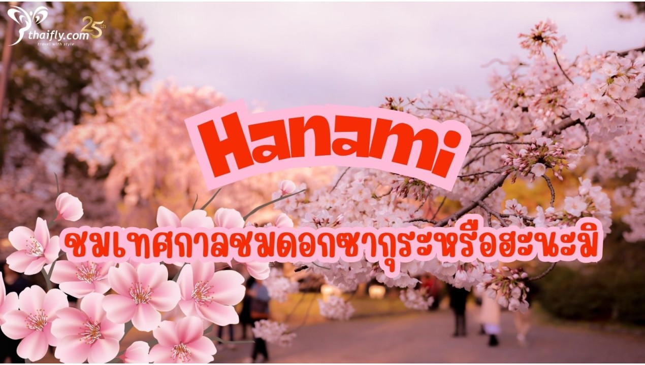 ข้อมูลเที่ยวญี่ปุ่น : เทศกาลชมดอกซากุระ หรือฮะนะมิ (Hanami)