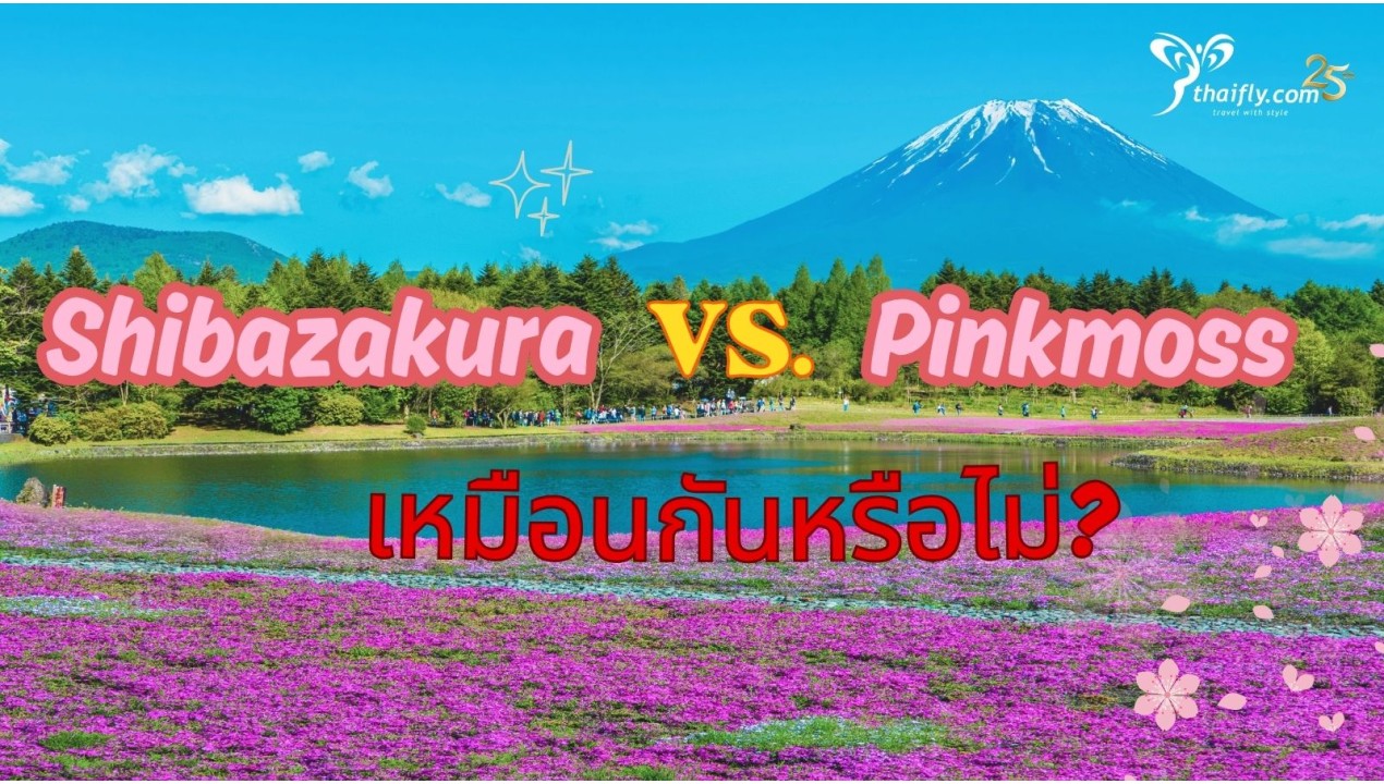 ข้อมูลเที่ยวญี่ปุ่น : Shibazakura กับ Pinkmoss เหมือนกันหรือไม่?