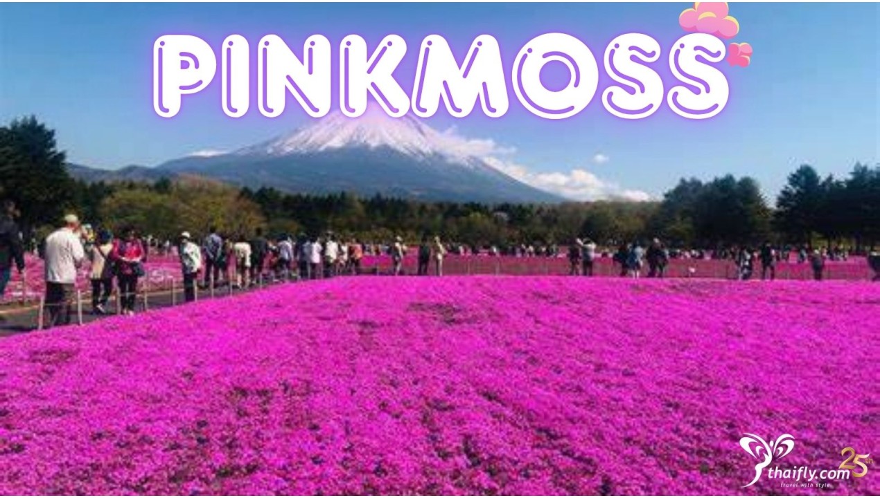 ข้อมูลเที่ยวญี่ปุ่น : ไปตื่นตากับทุ่งดอก Shibazakura หรือ Moss Pink กันเถอะ!