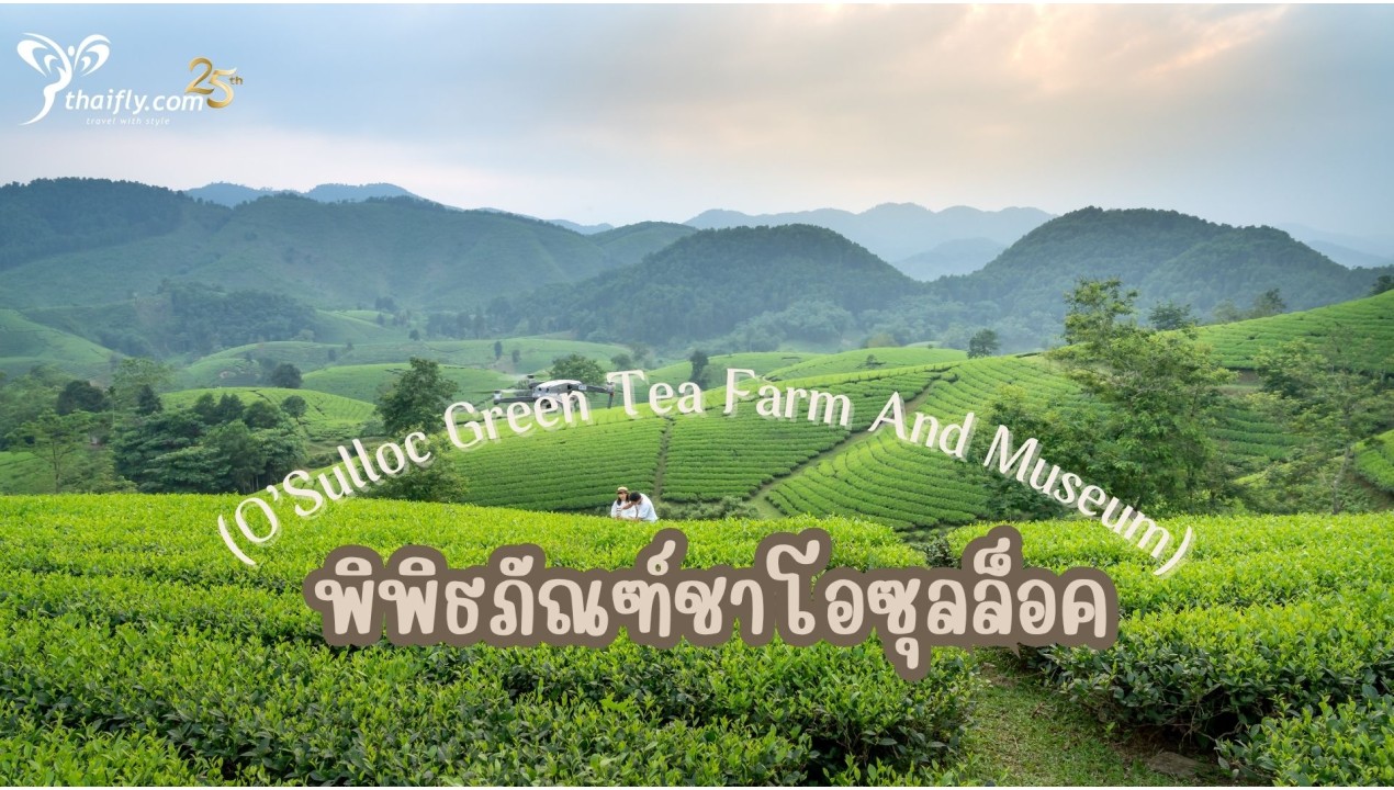 ข้อมูลเเที่ยวเกาหลี : พิพิธภัณฑ์ชาโอซุลล็อค (O’Sulloc Green Tea Farm And Museum)