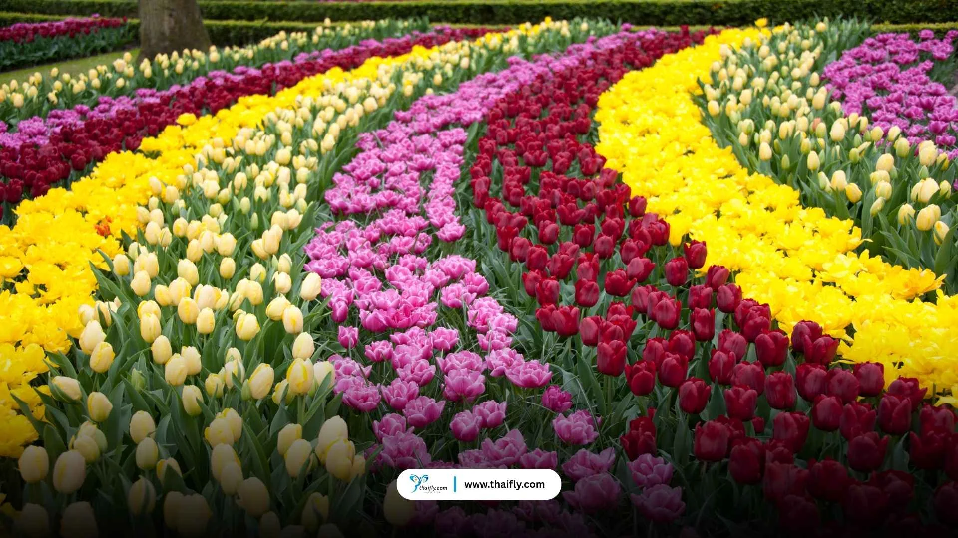 จุดเด่นของ Keukenhof