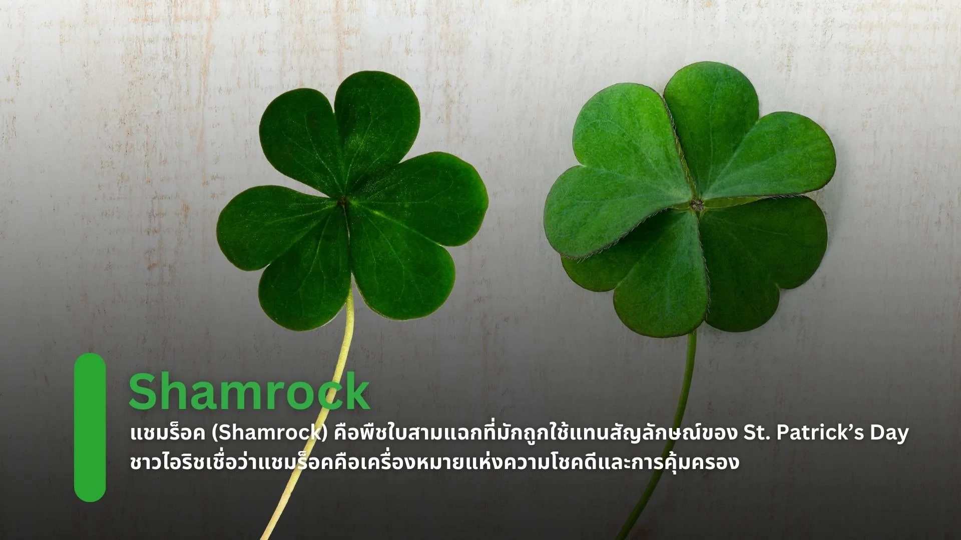 Shamrock: พืชสามแฉกแห่งความศรัทธา