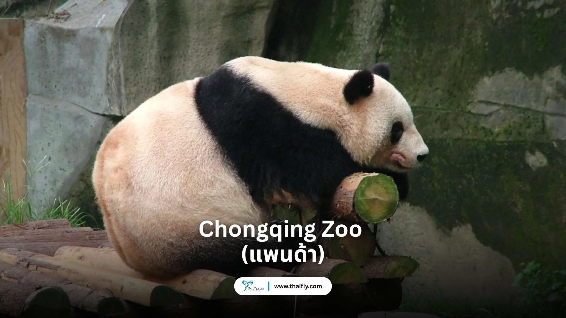 Chongqing Zoo (แพนด้า)