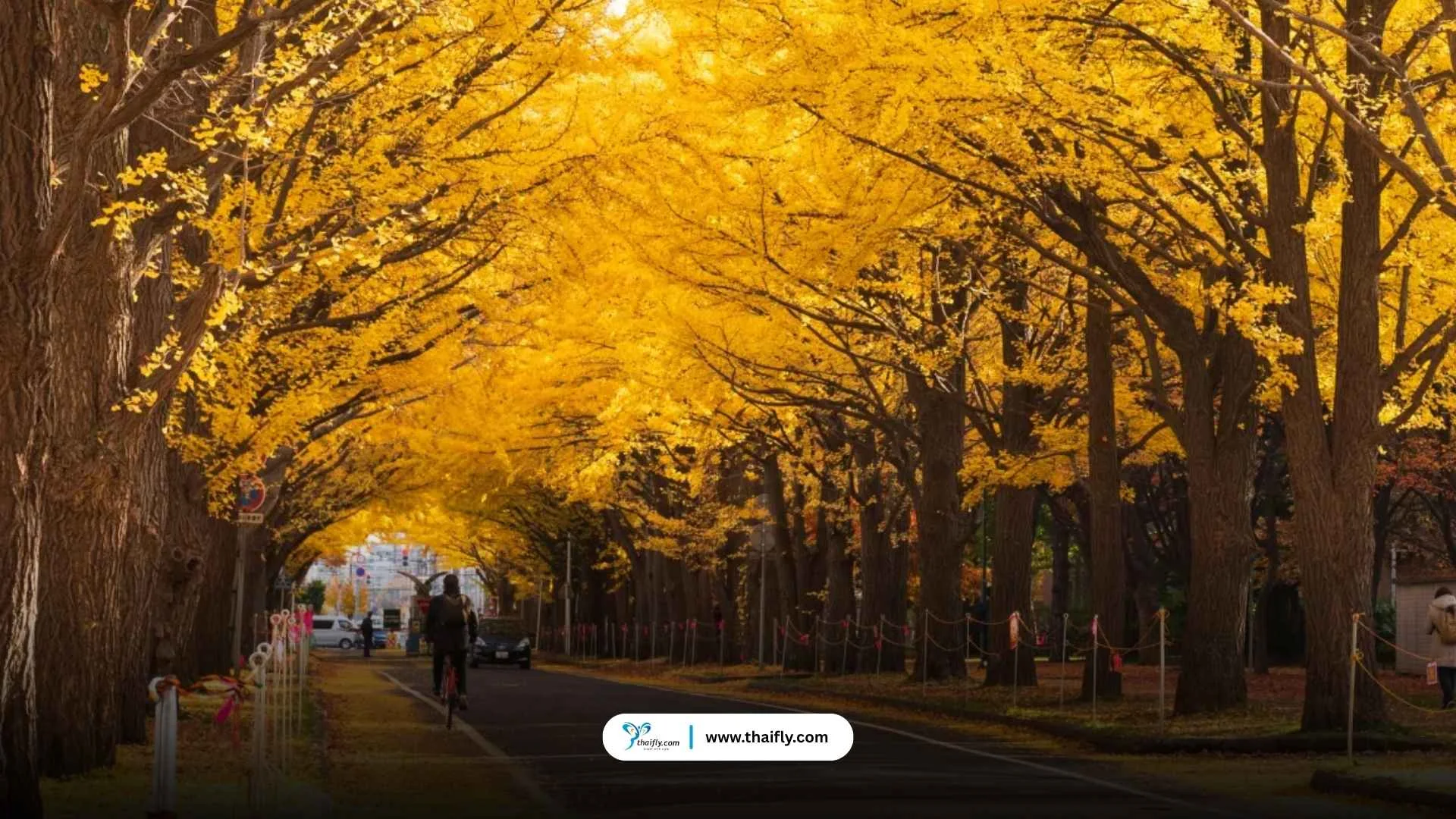 ถนนใบแปะก๊วย ปักกิ่ง (Ginkgo Avenue)