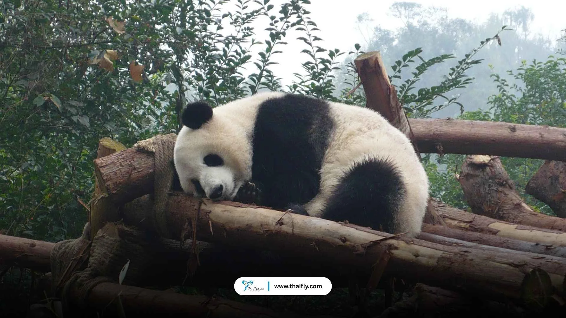 ศูนย์อนุรักษ์หมีแพนด้า (Chengdu Research Base of Giant Panda Breeding)