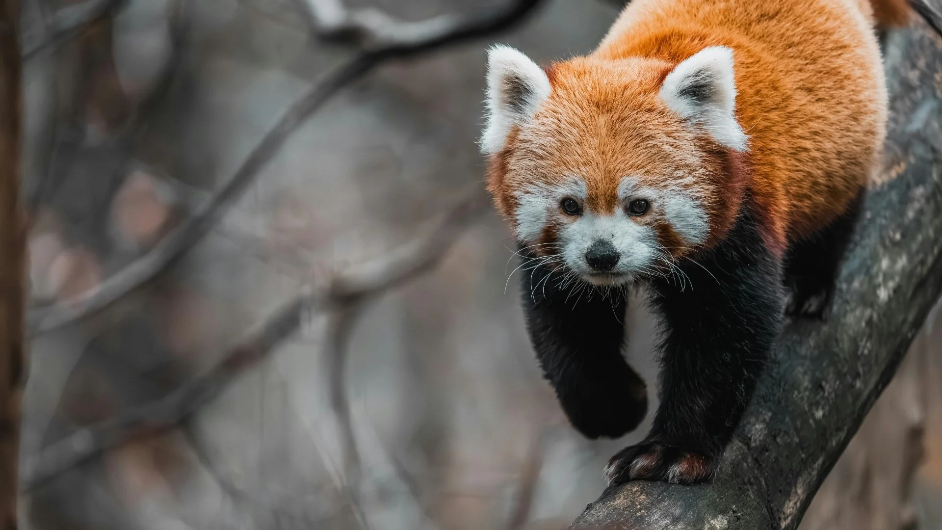 แพนด้าแดง (Red Panda)