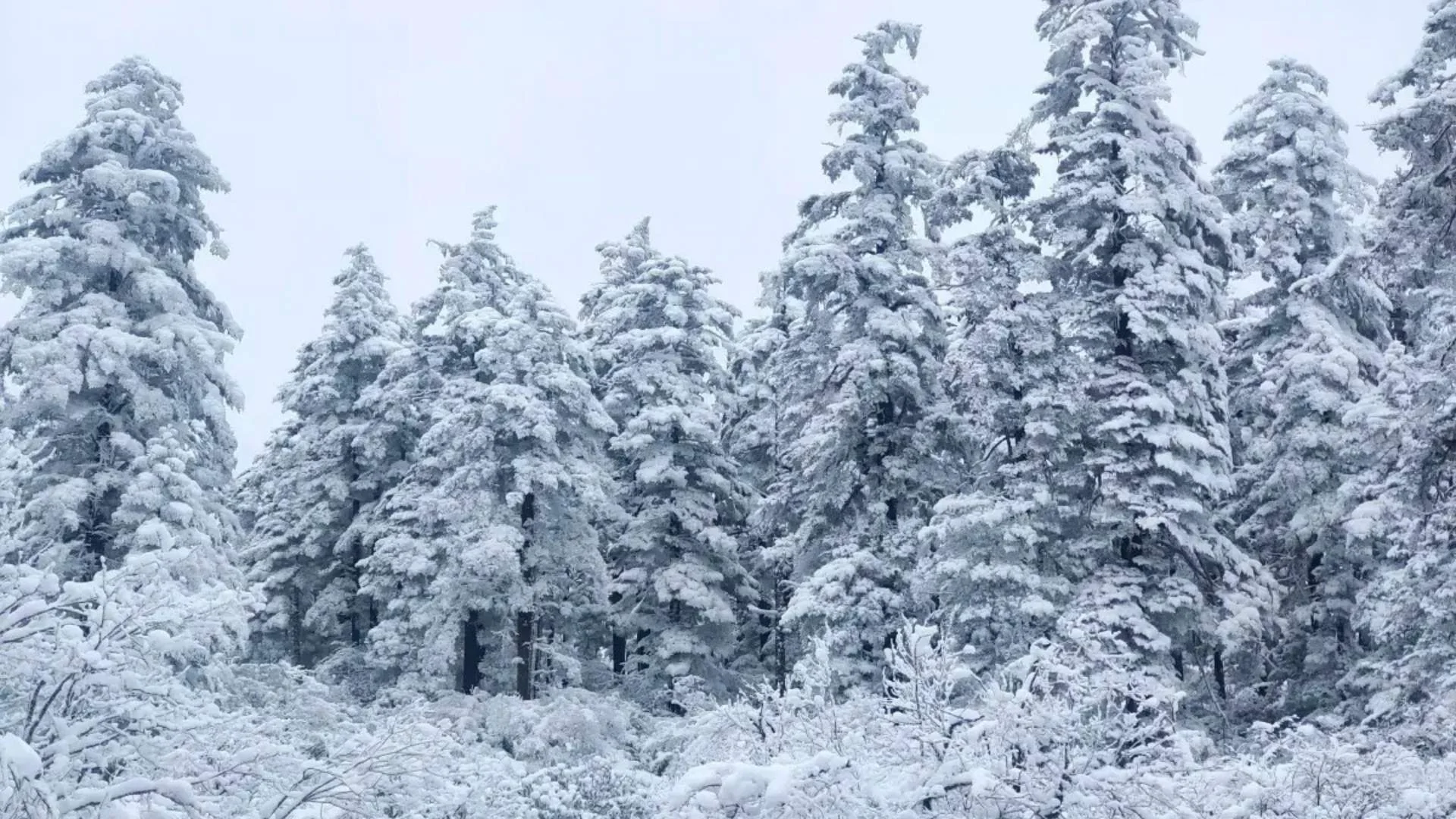 ทางเดินไม้ในป่าหิมะ (Snow Walkway)