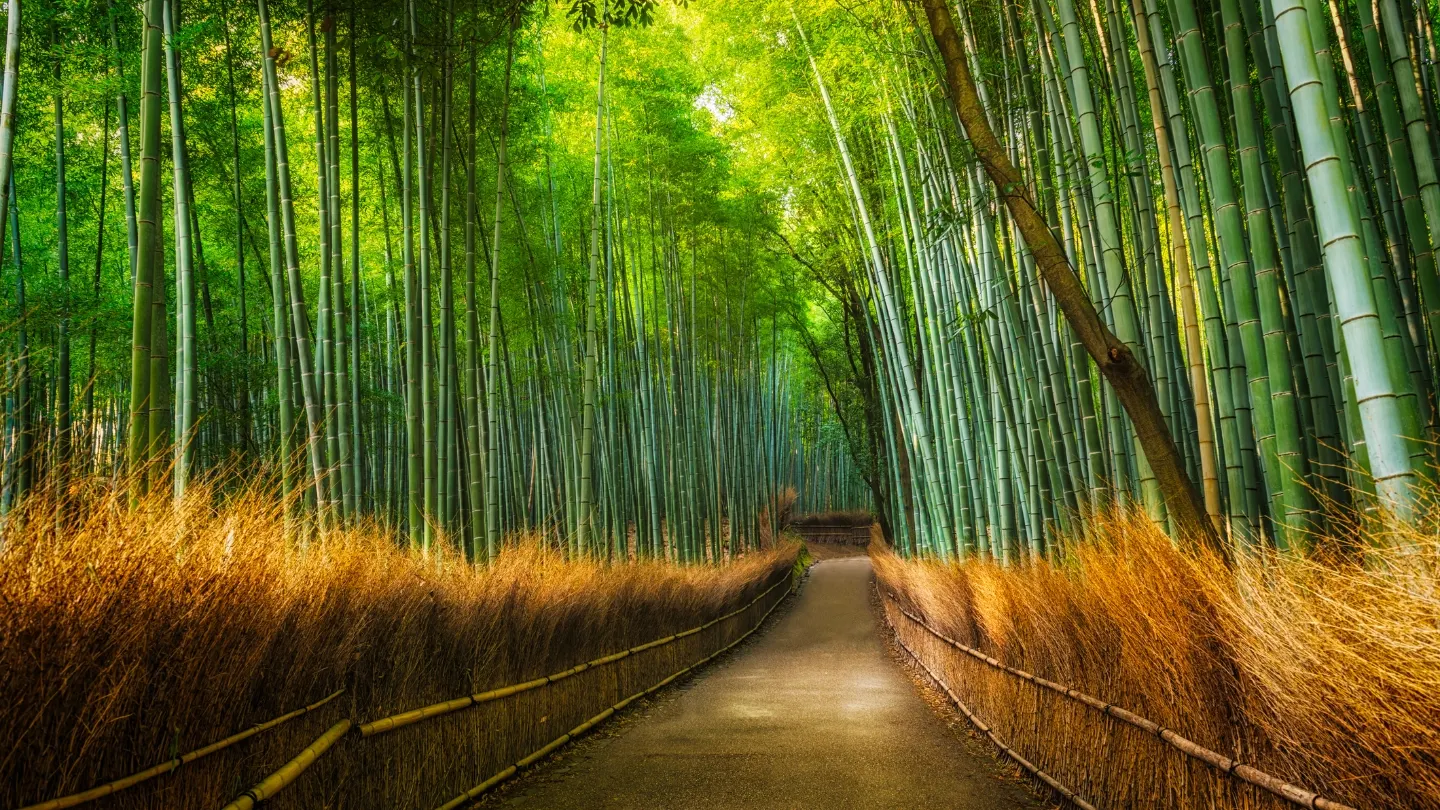 ป่าไผ่อาราชิยาม่า (Arashiyama Bamboo Grove) – เกียวโต