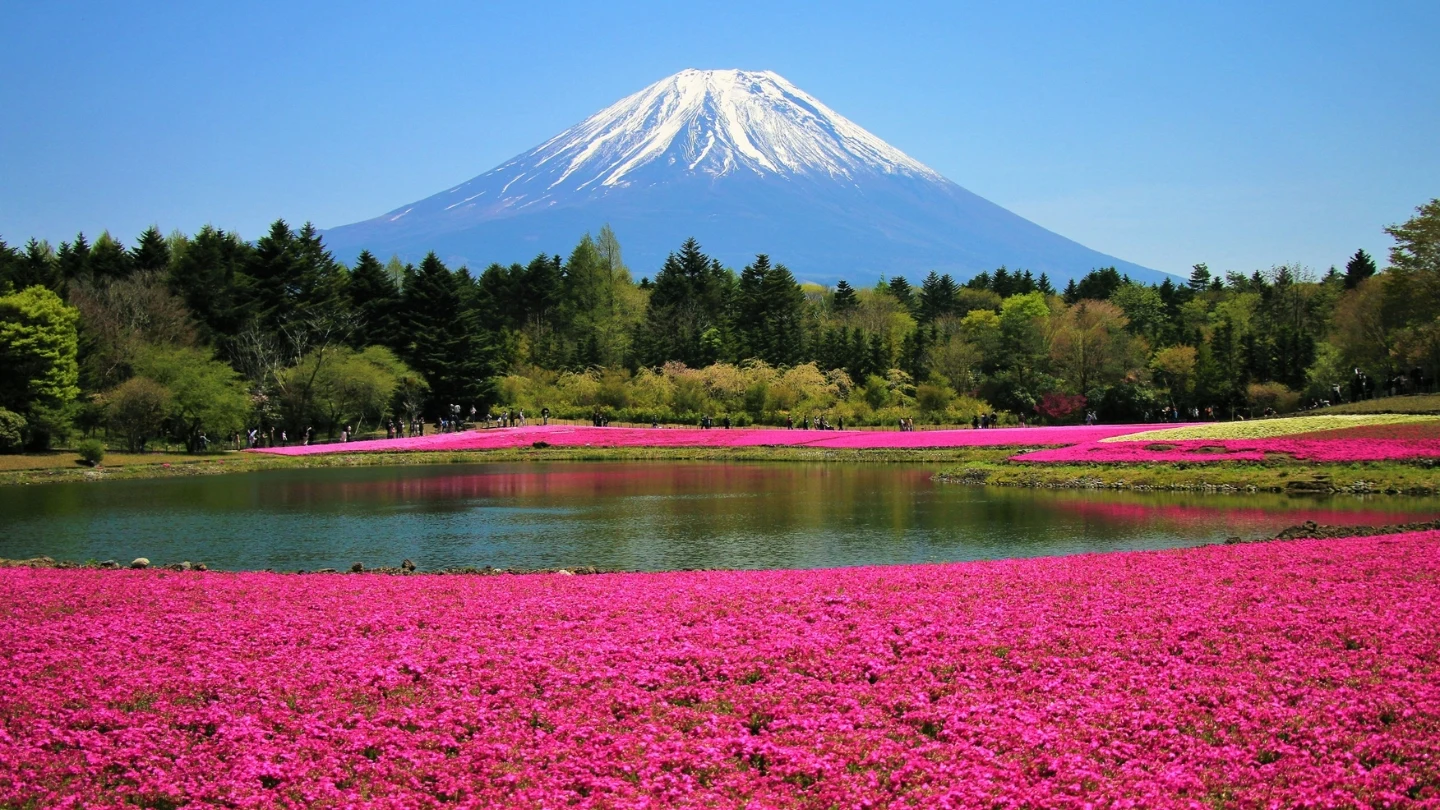 ทุ่งดอกชิบะซากุระ (Fuji Shibazakura Festival) – ยามานาชิ