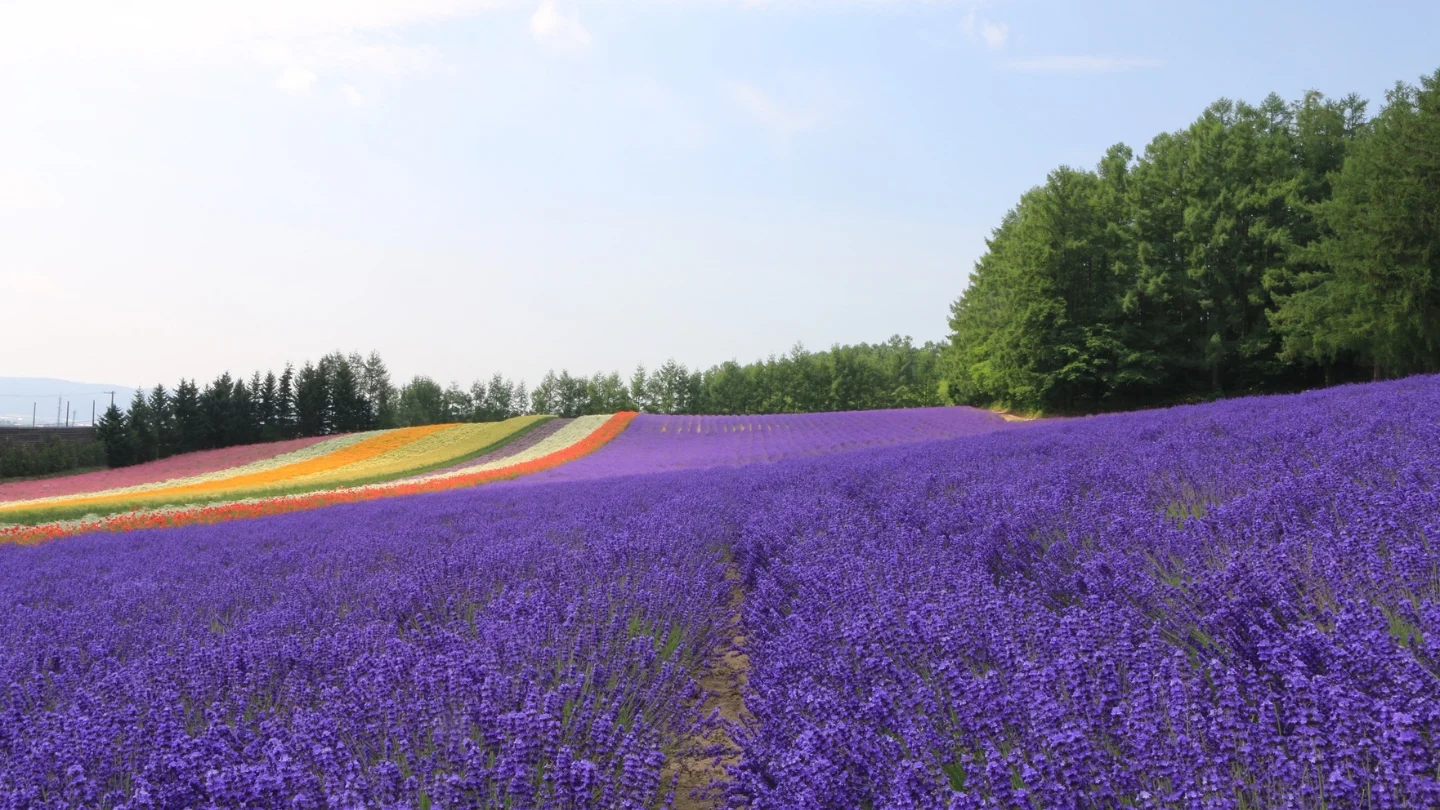 ฟุราโนะ ลาเวนเดอร์ (Furano Lavender Fields) – ฟุราโนะ