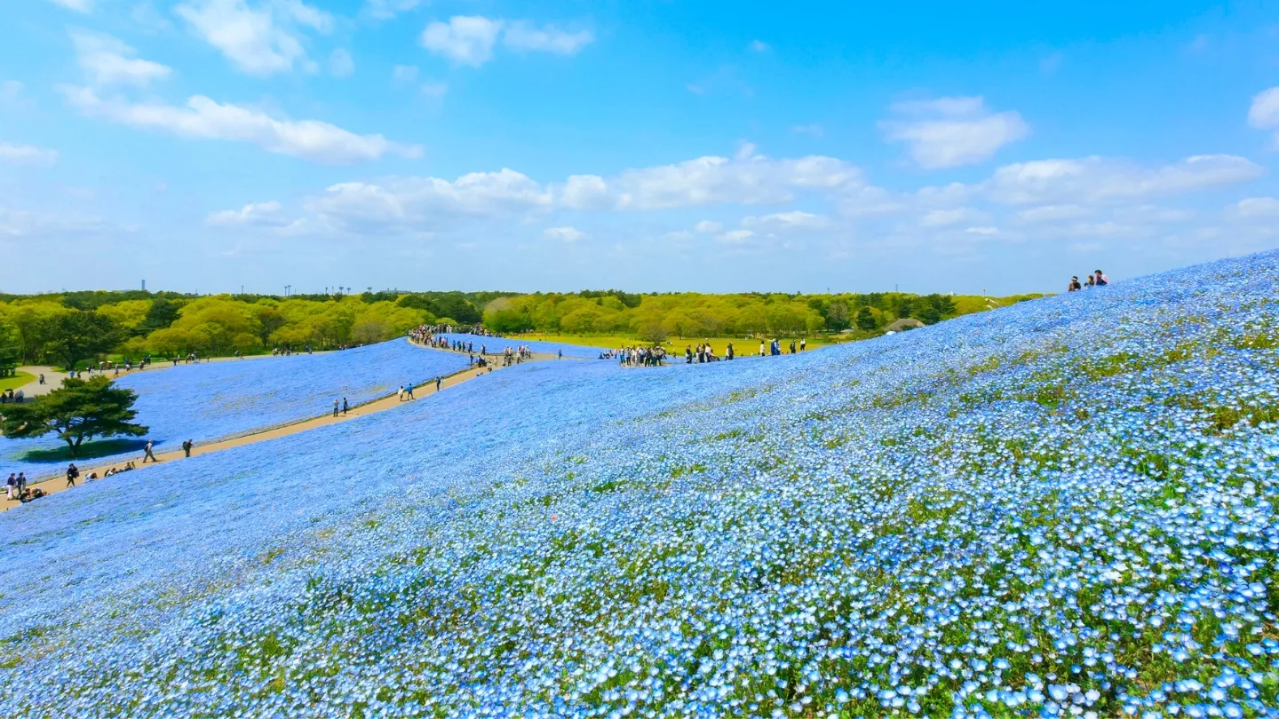 สวนฮิตาชิ ซีไซด์ พาร์ค (Hitachi Seaside Park) – อิบารากิ
