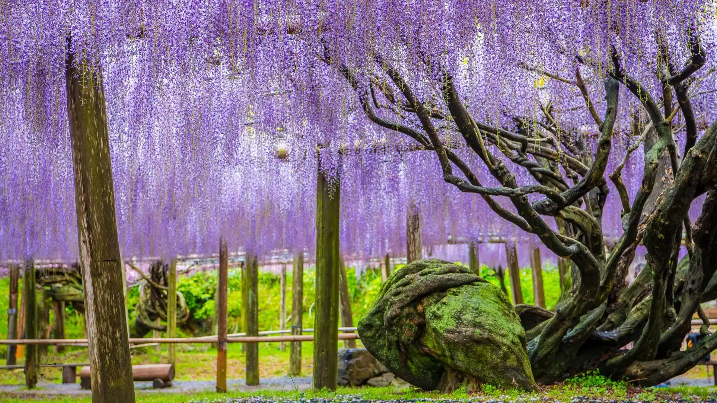 อุโมงค์วิสทีเรีย (Kawachi Fuji Garden) – ฟุกุโอกะ