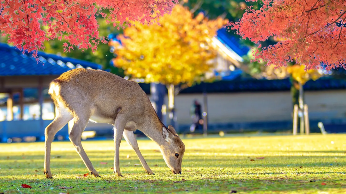 นารา (Nara Park) – นารา