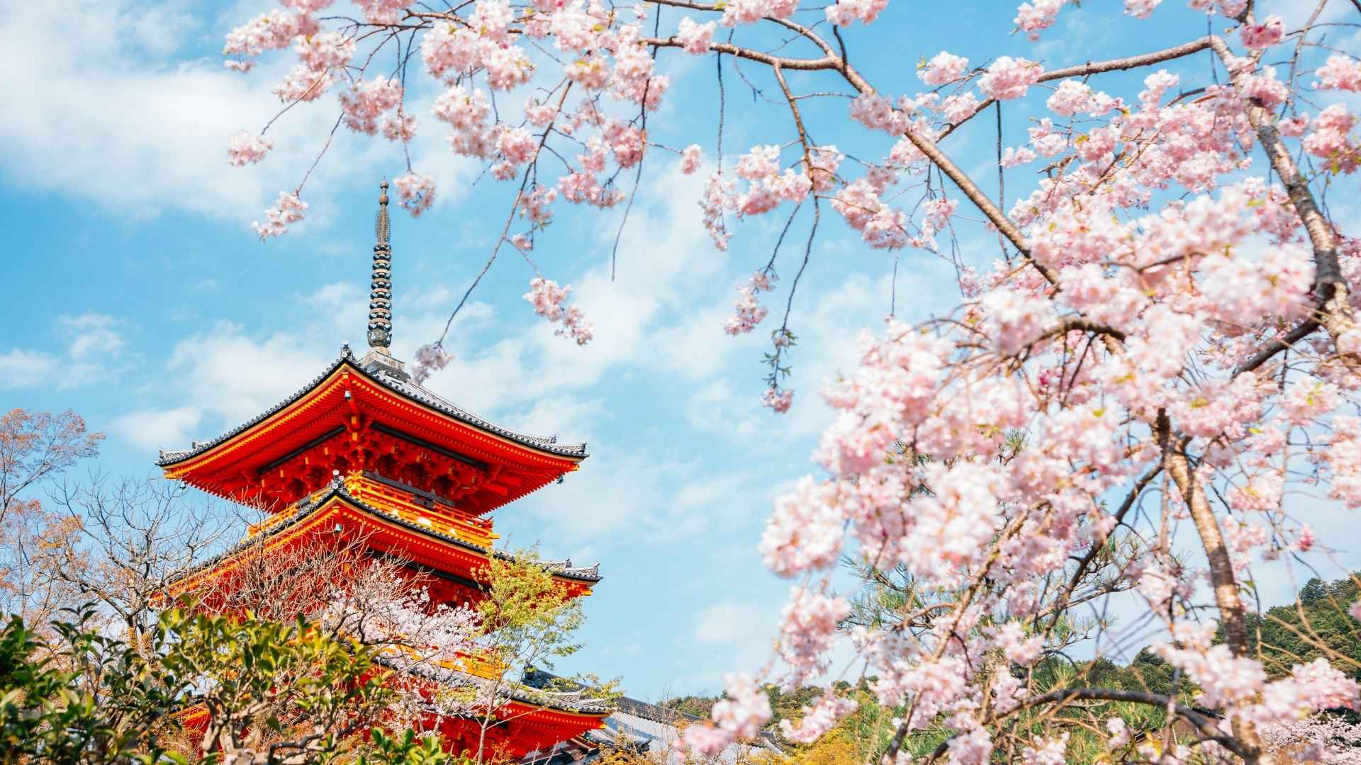 เกียวโต – เมืองแห่งวัดและซากุระ