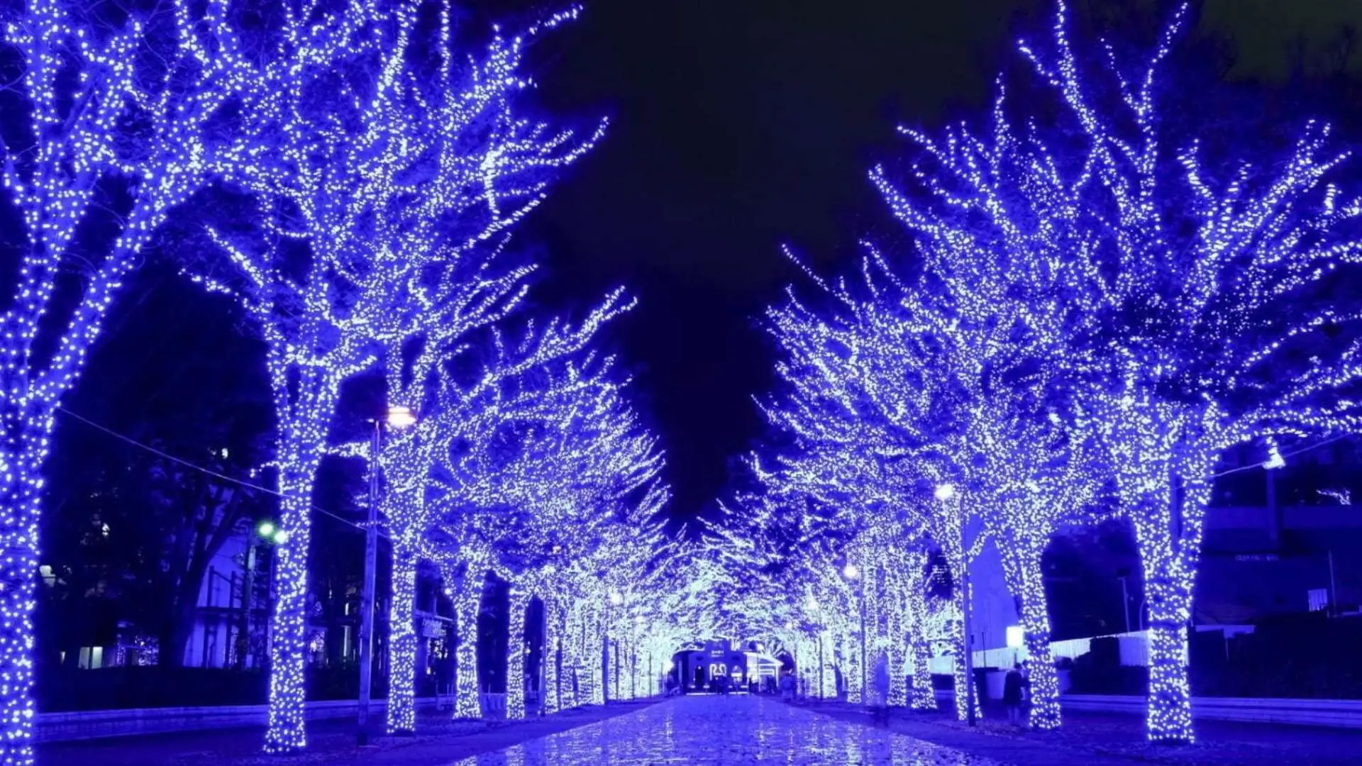 Shibuya Blue Cave Illumination 2025 Shibuya Blue Cave Illumination 2025