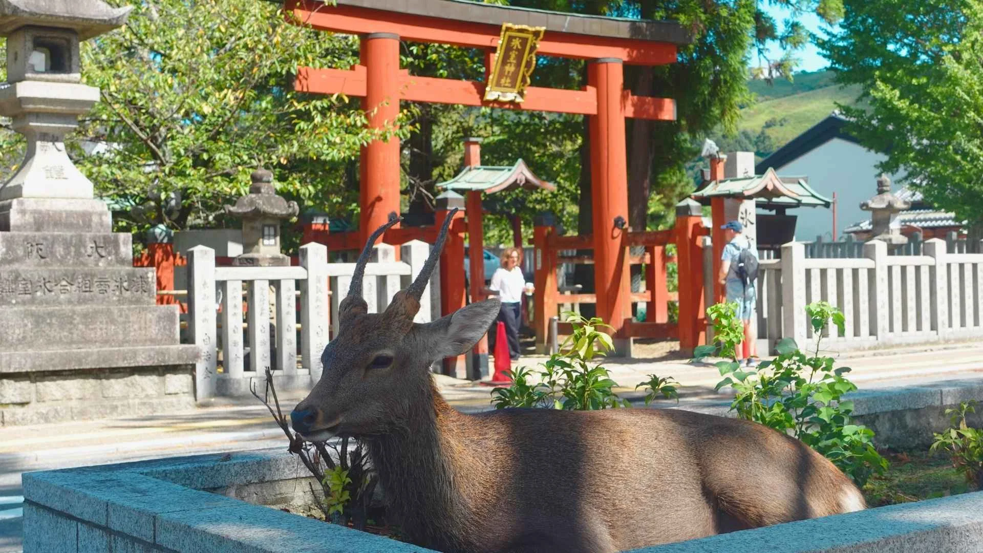 สวนนารา (Nara Park)