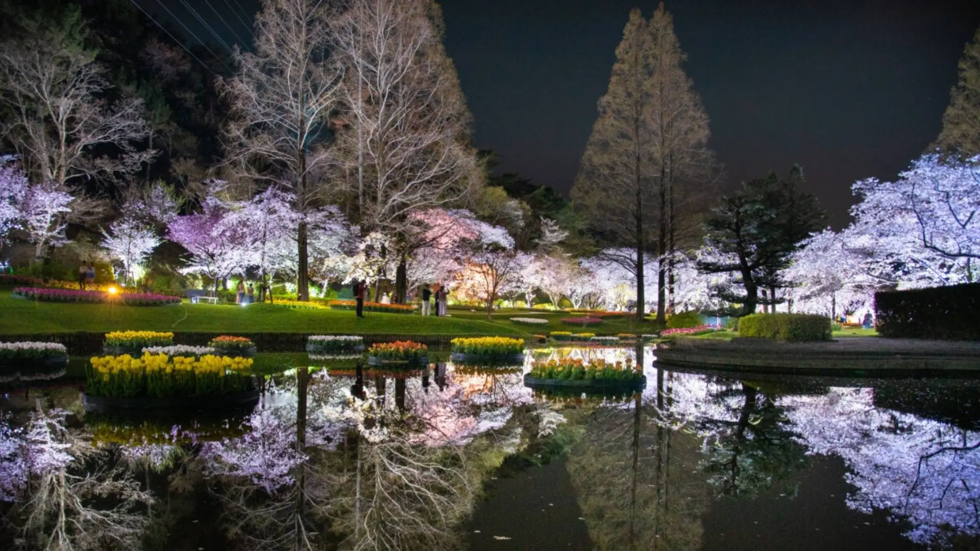 สวนดอกไม้ฮามามัตสึ (Hamamatsu Flower Park) – ชิซุโอกะ