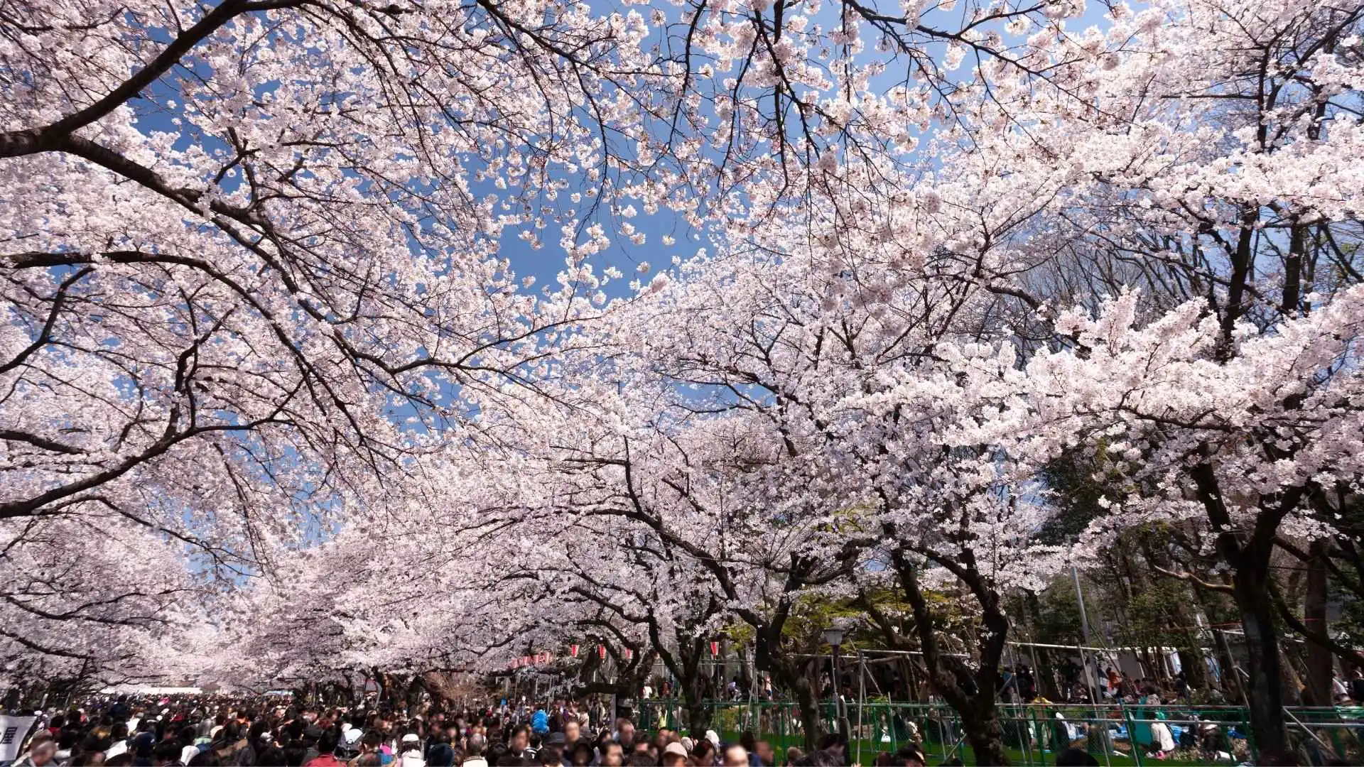 สวนอุเอโนะ (Ueno Park) – โตเกียว