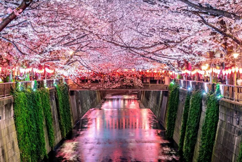 Hirosaki Cherry Blossom Festival