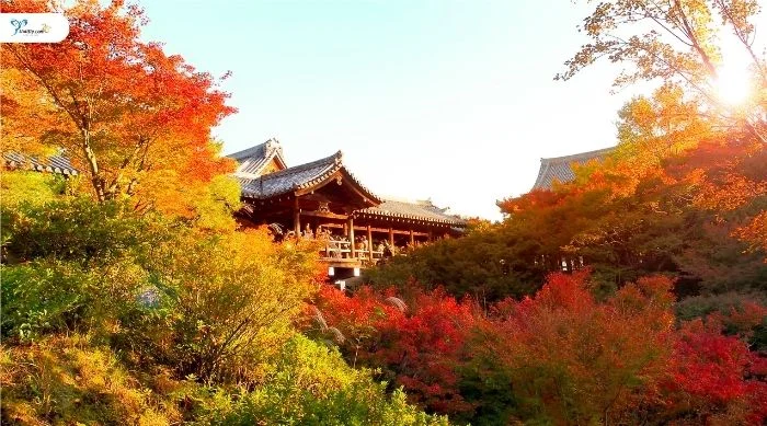 ทัวร์ญี่ปุ่น (ใบไม้เปลี่ยนสี)