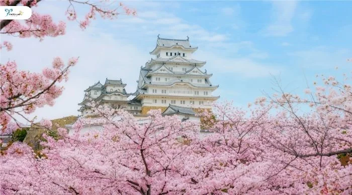 ทัวร์ญี่ปุ่น (ซากุระ)