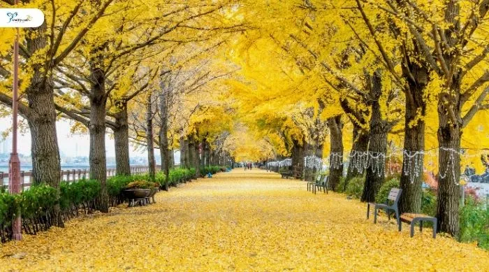 ช่วงเวลาน่าเที่ยวเกาหลีในแต่ละฤดูกาล ก.ย. – พ.ย. (ฤดูใบไม้ร่วง)