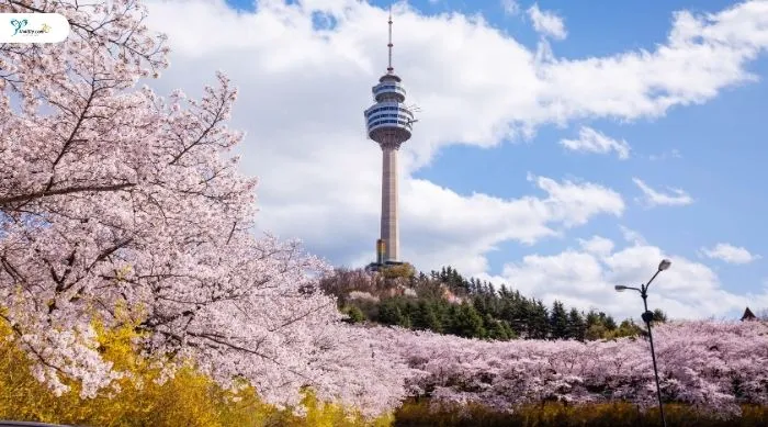 ช่วงเวลาน่าเที่ยวเกาหลีในแต่ละฤดูกาล มี.ค. – พ.ค. (ฤดูใบไม้ผลิ)
