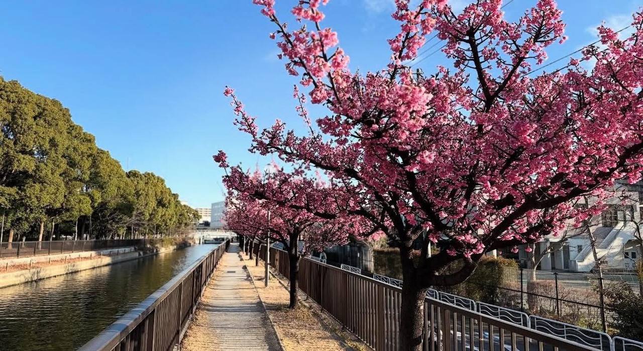 ซากุระ เมืองคาวาสุ (Kawazu Sakura)
